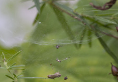 Frontinella pyramitela