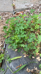 Oxalis dillenii