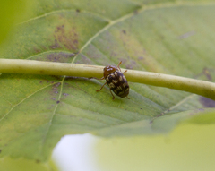 Cryptocephalus fulguratus