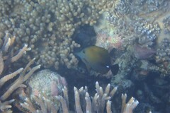 Zebrasoma scopas