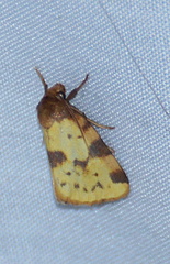 Azenia obtusa