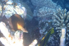 Zebrasoma scopas