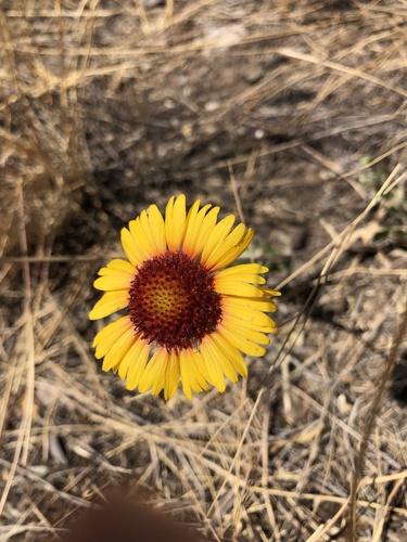 Gaillardia aristata