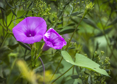 Ipomoea cordatotriloba