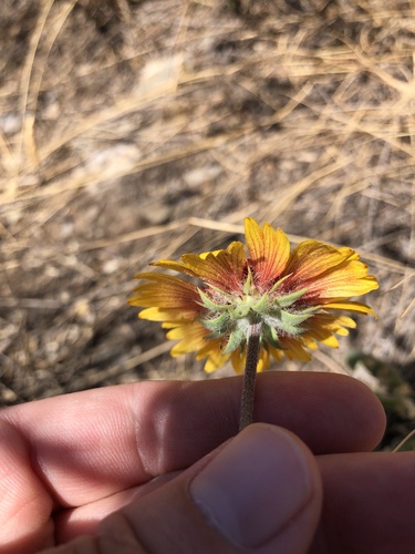 Gaillardia aristata