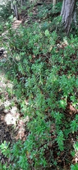 Rhododendron hirsutum