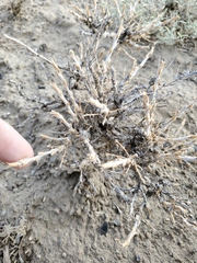 Artemisia spinescens
