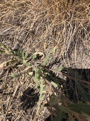 Gaillardia aristata