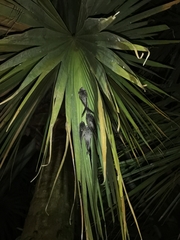Cypsiurus balasiensis