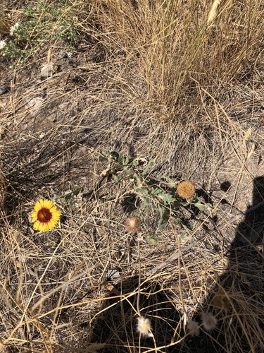 Gaillardia aristata