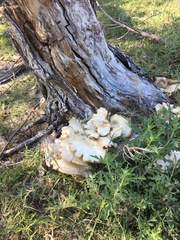 Climacodon septentrionalis