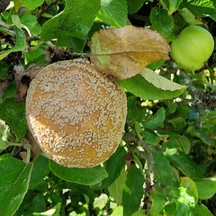Monilinia