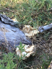 Climacodon septentrionalis