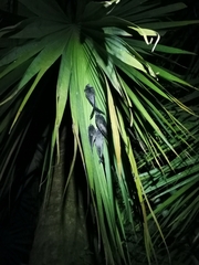 Cypsiurus balasiensis
