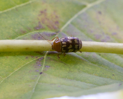 Cryptocephalus fulguratus