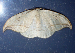 Drepana arcuata
