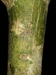Pandercetes gracilis