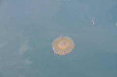 Cotylorhiza tuberculata