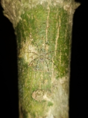 Pandercetes gracilis