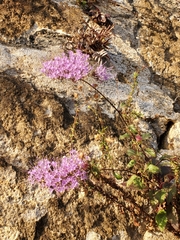 Trachelium caeruleum