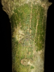 Pandercetes gracilis