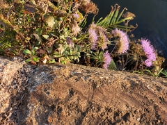 Trachelium caeruleum