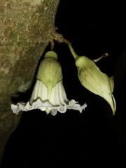 Parmentiera cereifera