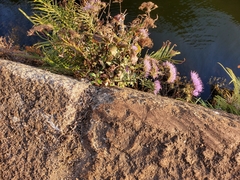 Trachelium caeruleum