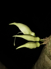 Parmentiera cereifera
