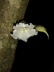 Parmentiera cereifera