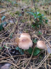 Armillaria borealis