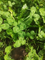 Trifolium repens
