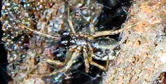 Linyphiinae