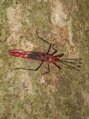 Macrocheraia grandis