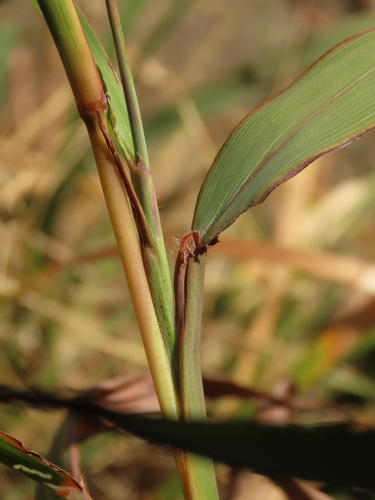 Image of Ischaemum aristatum by (c) chiuluan, some rights reserved (CC BY)