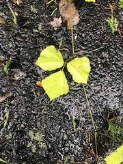 Pueraria montana