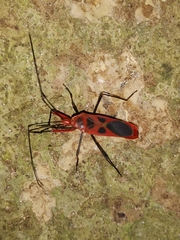 Macrocheraia grandis