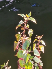 Trachelium caeruleum