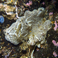Clathria