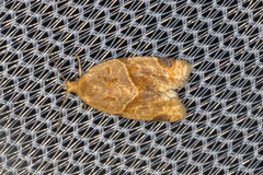 Clepsis