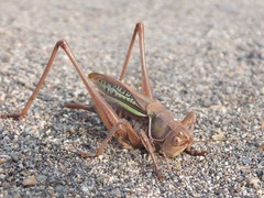 Gampsocleis mikado