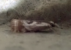 Microcrambus
