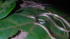 Dendrelaphis pictus