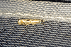 Microcrambus