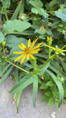 Silphium perfoliatum