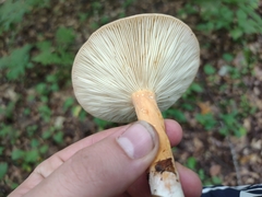 Lactifluus volemus