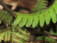 Pteris minor