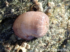 Aulactinia verrucosa