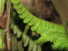 Pteris minor