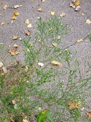 Erigeron strigosus